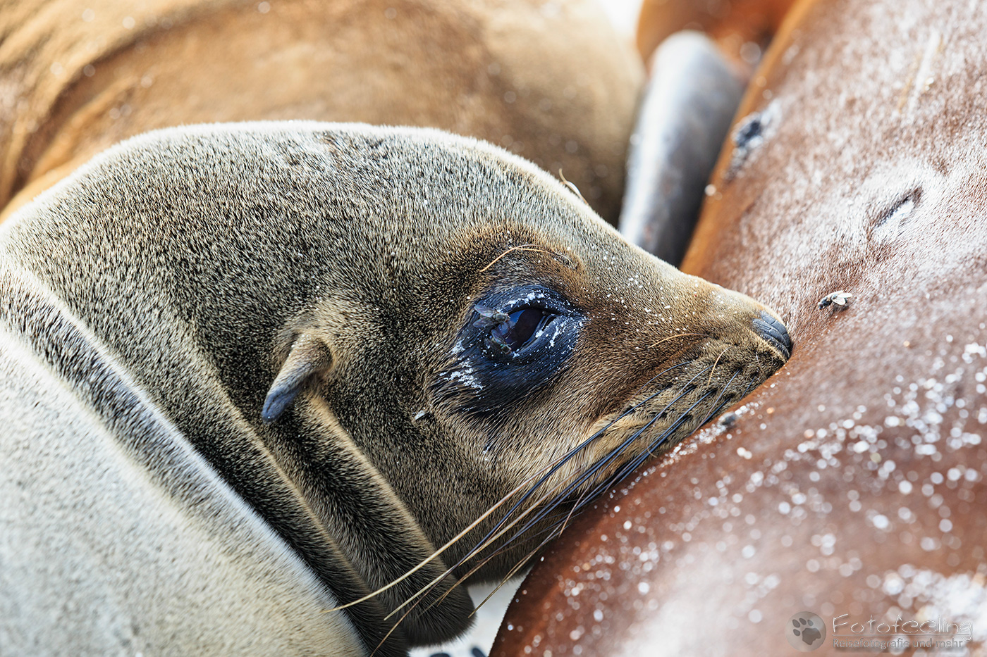 Galápagos-Seelöwe (Zalophus wollebaeki) beim Säugen