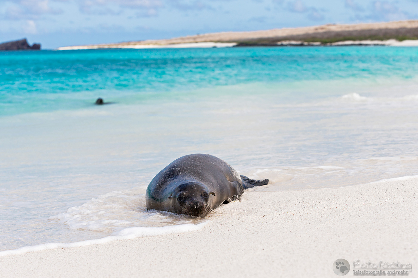 Galápagos-Seelöwe (Zalophus wollebaeki)