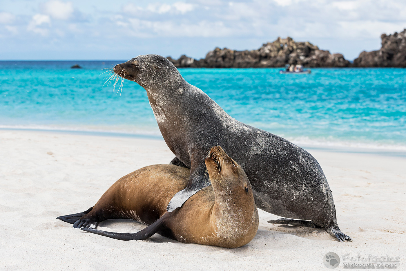 Galápagos-Seelöwen (Zalophus wollebaeki)
