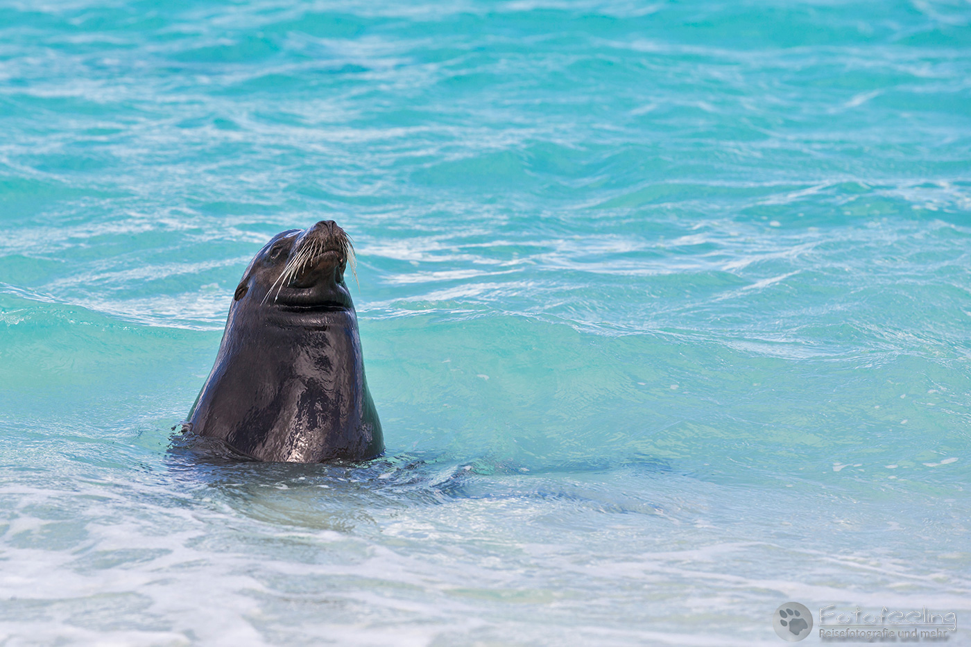 Galápagos-Seelöwe (Zalophus wollebaeki)