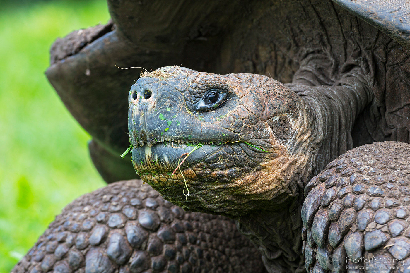 Galápagos-Riesenschildkröte (Chelonoidis nigra) - Santa-Cruz-Riesenschildkröte (C. nigra porteri)