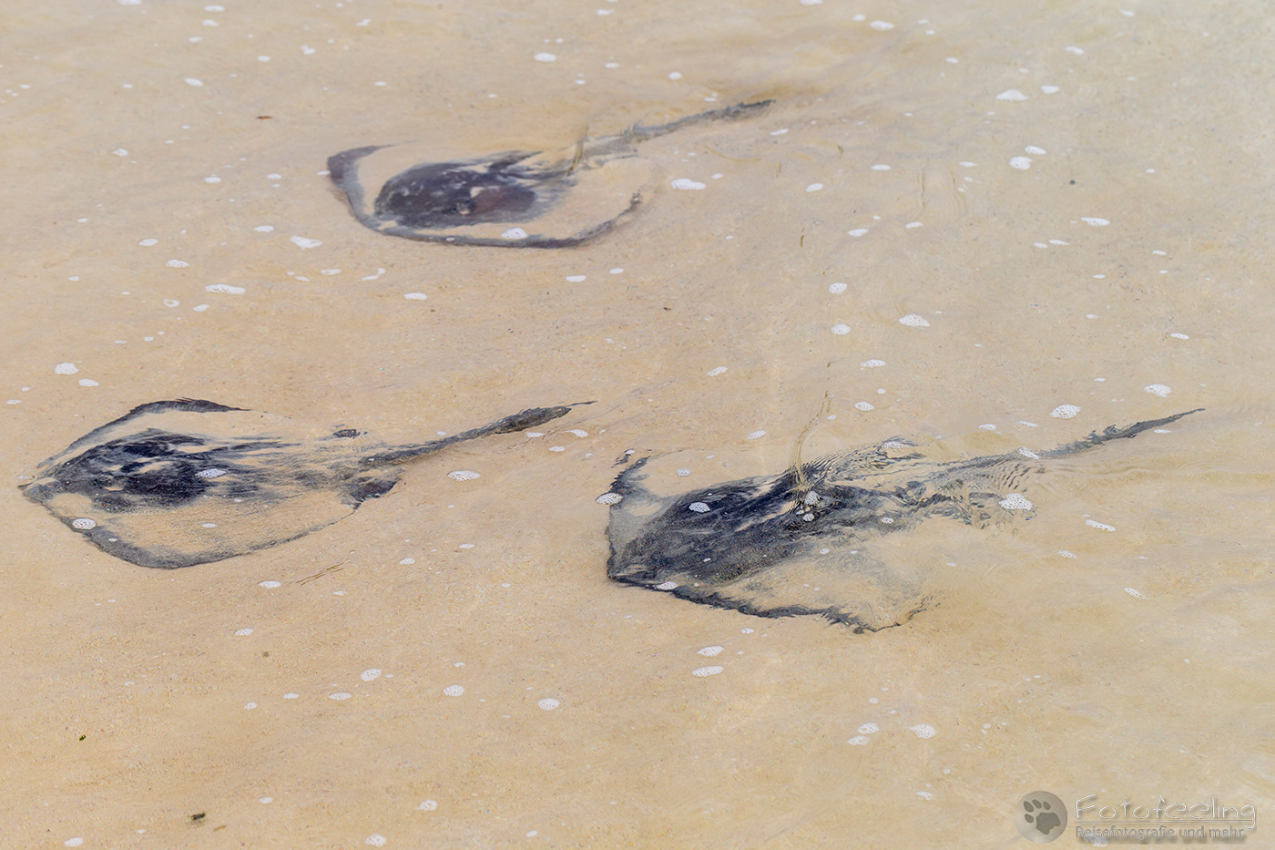 Stachelrochen (Dasyatis brevis)