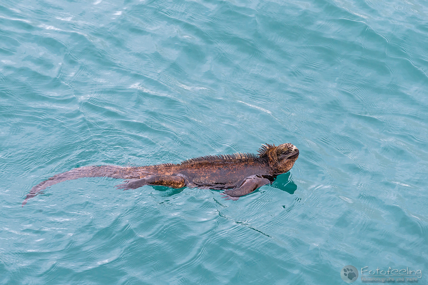 Schwimmende Meerechse (Amblyrhynchus cristatus)