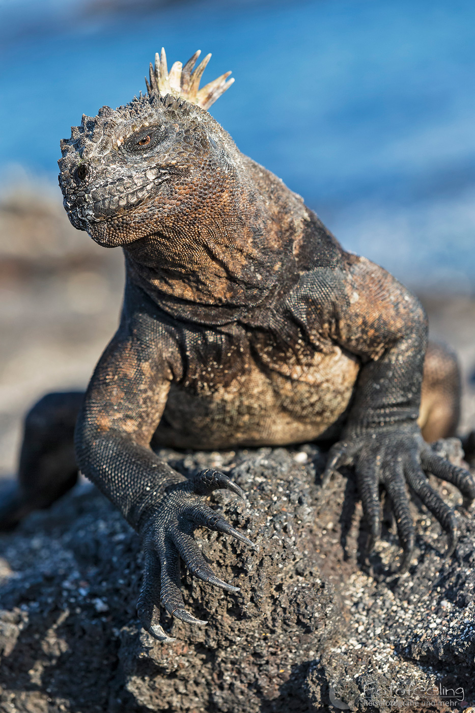 Meerechse (Amblyrhynchus cristatus)