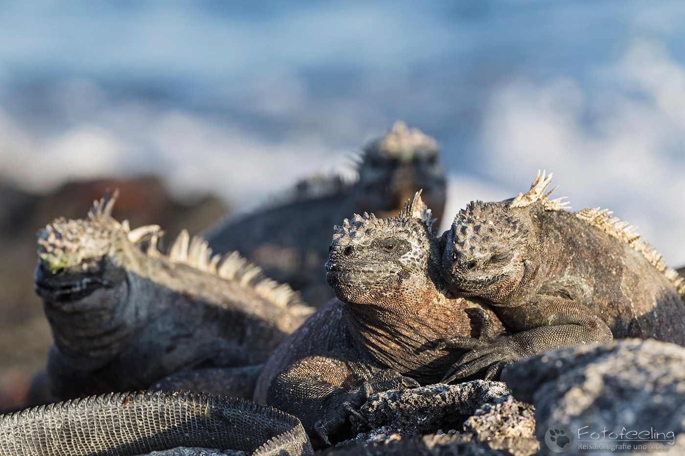 Meerechsen (Amblyrhynchus cristatus)