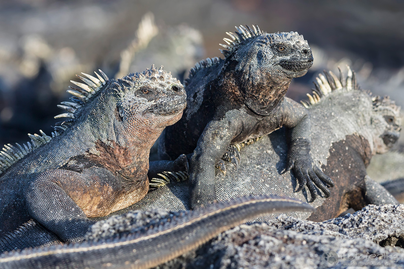 Meerechsen (Amblyrhynchus cristatus)