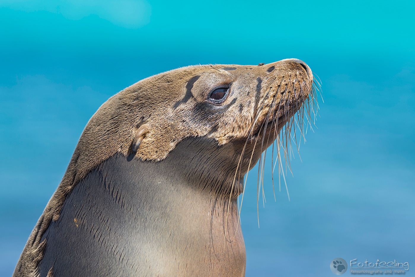 Galápagos-Seelöwe (Zalophus wollebaeki)
