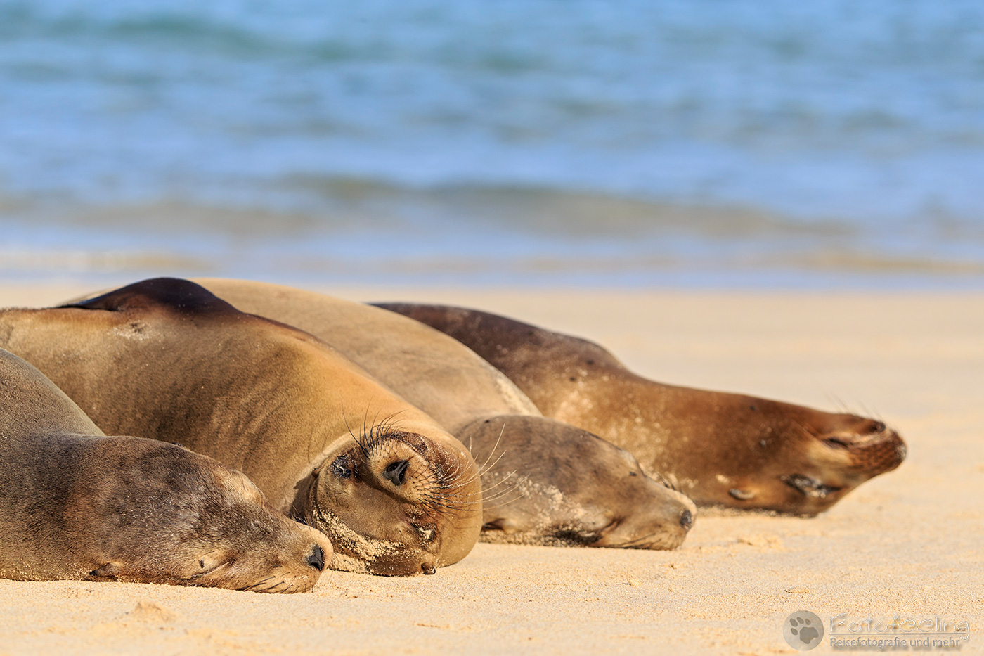 Schlafende Galápagos-Seelöwen (Zalophus wollebaeki)