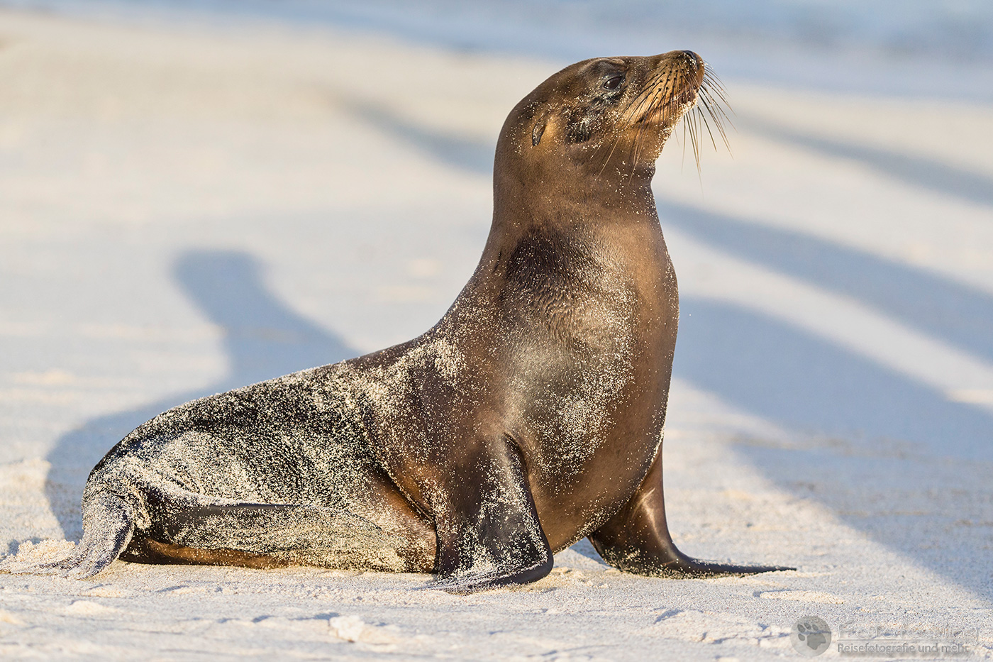 Galápagos-Seelöwe (Zalophus wollebaeki)