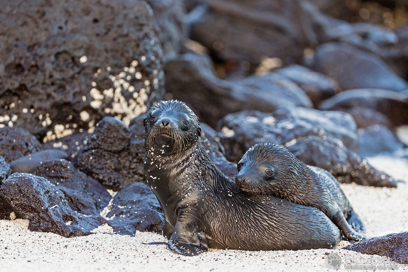 Galápagos-Seelöwen (Zalophus wollebaeki)
