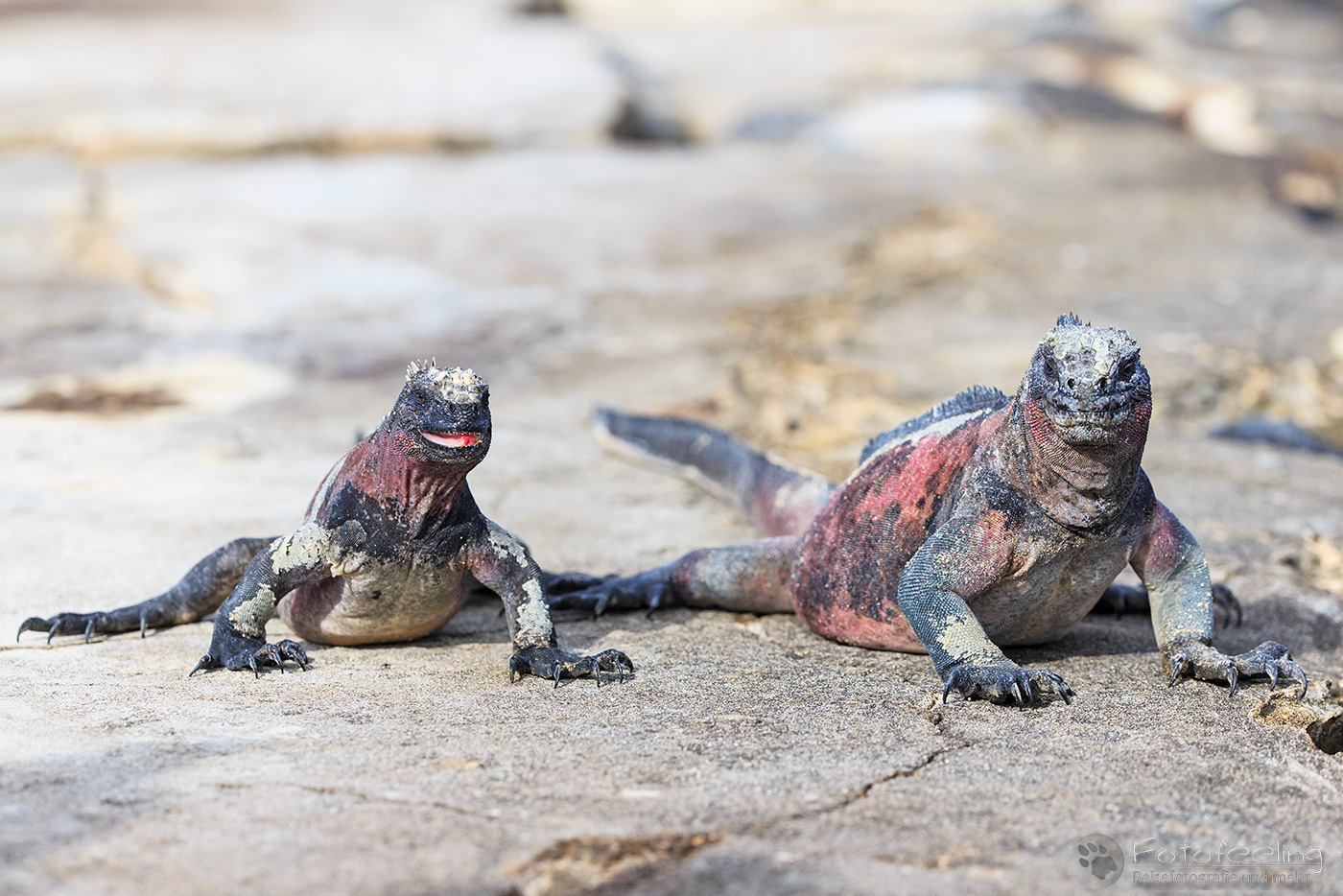 Meerechsen (Amblyrhynchus cristatus)