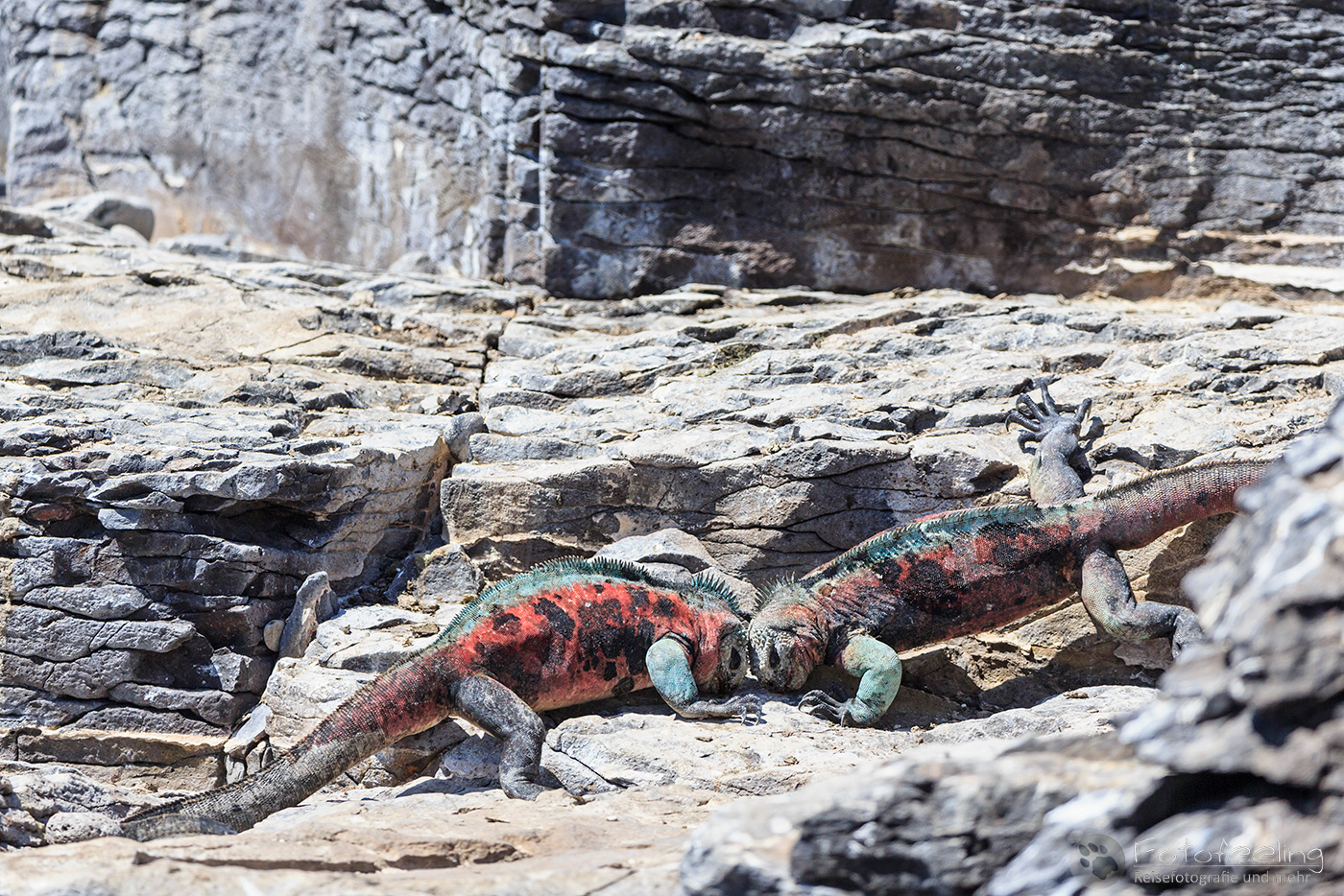 Meerechsen (Amblyrhynchus cristatus)