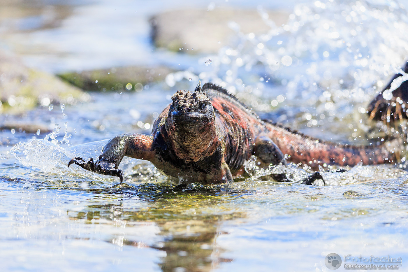 Meerechse (Amblyrhynchus cristatus)