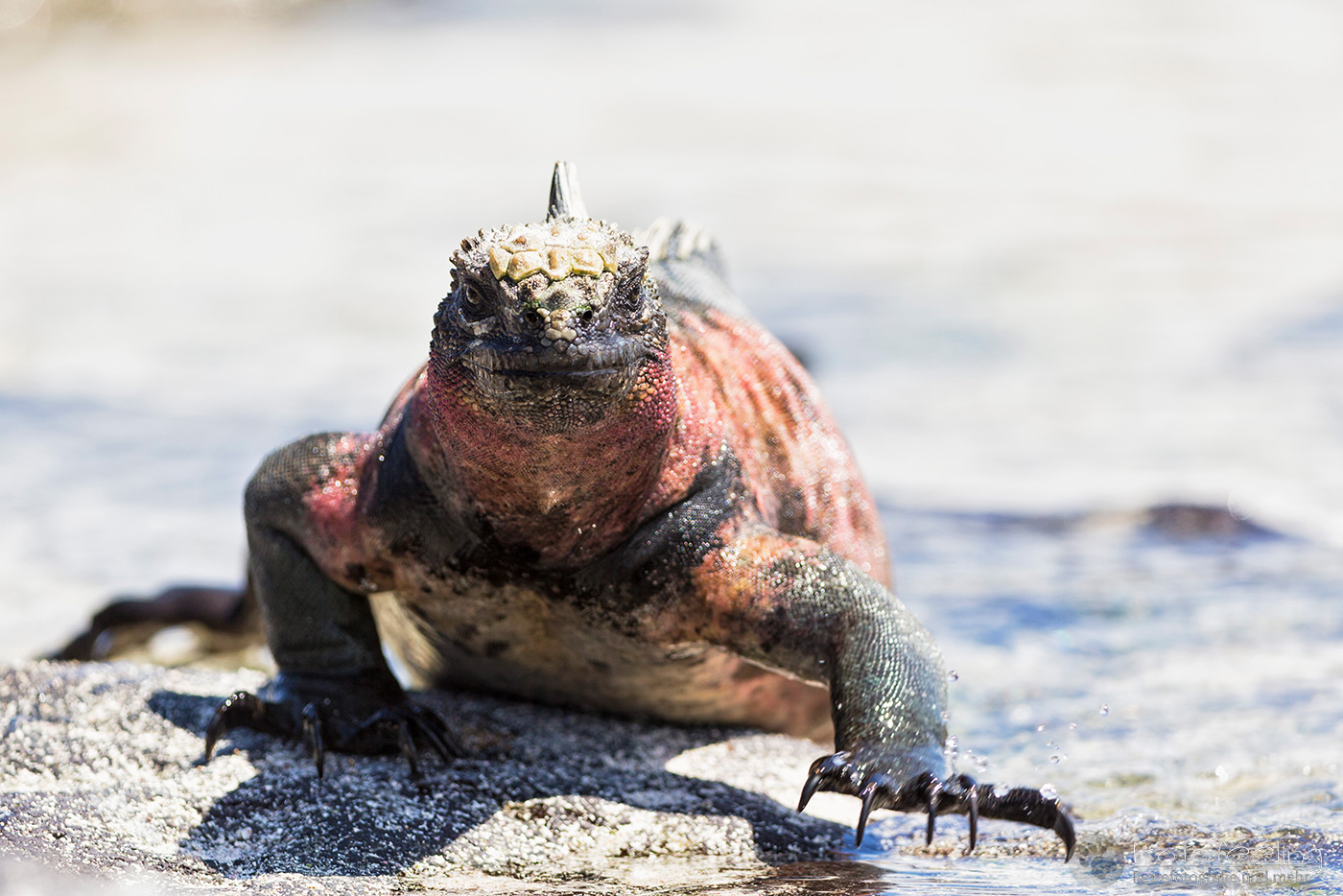 Meerechse (Amblyrhynchus cristatus)