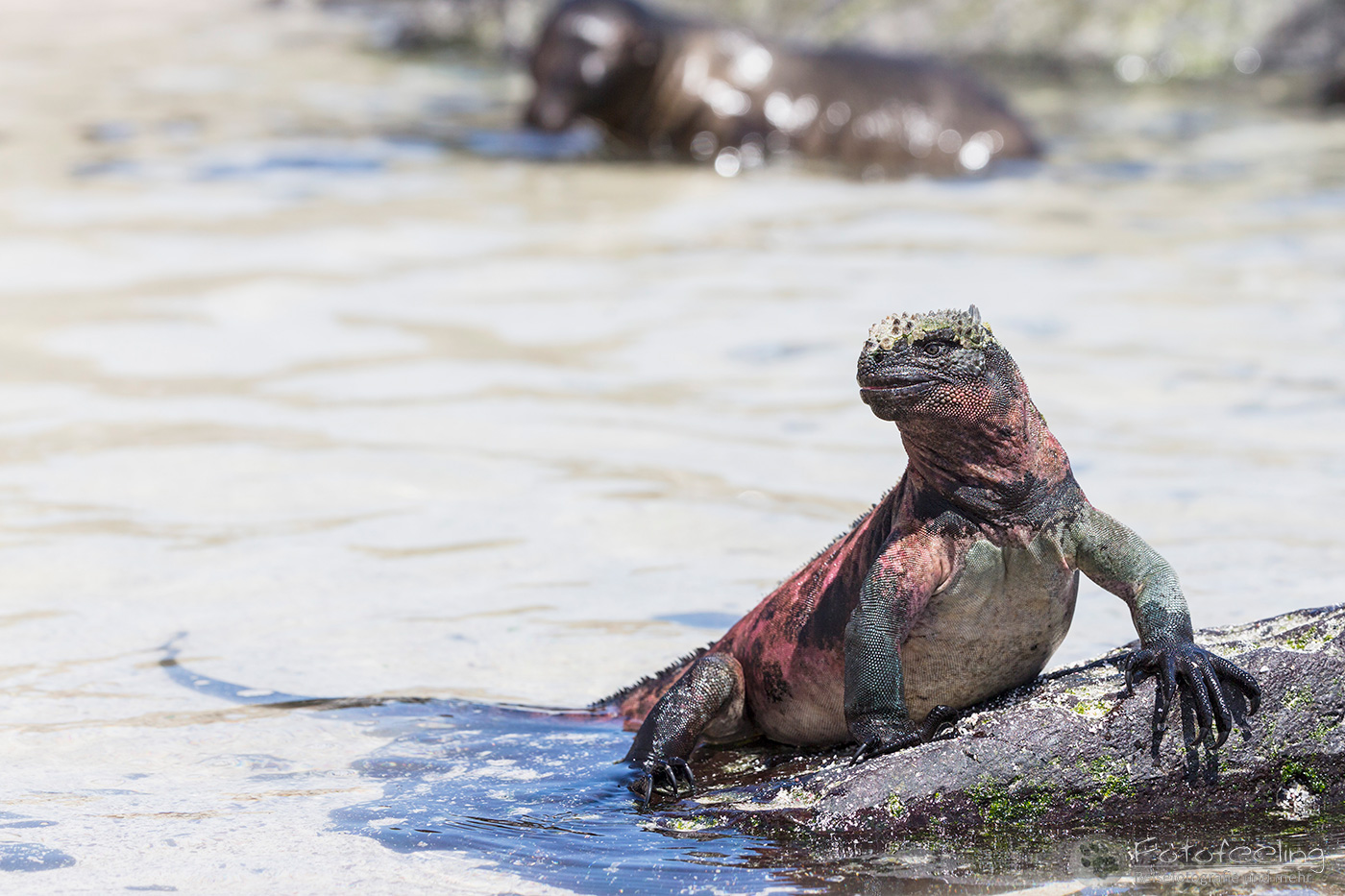Meerechse (Amblyrhynchus cristatus)