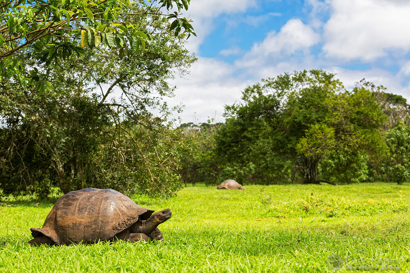 Galápagos-Riesenschildkröte (Chelonoidis nigra) - Santa-Cruz-Riesenschildkröte (C. nigra porteri)