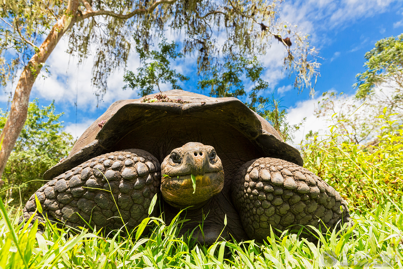 Galápagos-Riesenschildkröte (Chelonoidis nigra) - Santa-Cruz-Riesenschildkröte (C. nigra porteri)