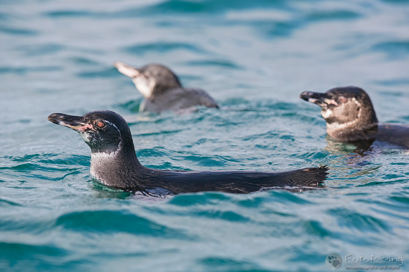 Galápagos-Pinguine (Spheniscus mendiculus)