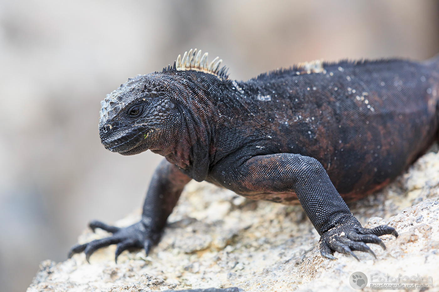 Meerechse (Amblyrhynchus cristatus)