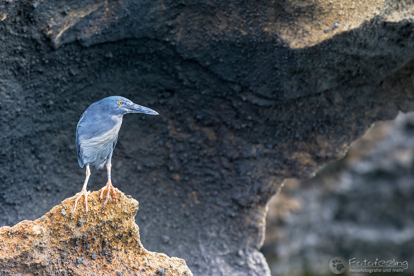 Lavareiher (Butorides sundevalli)