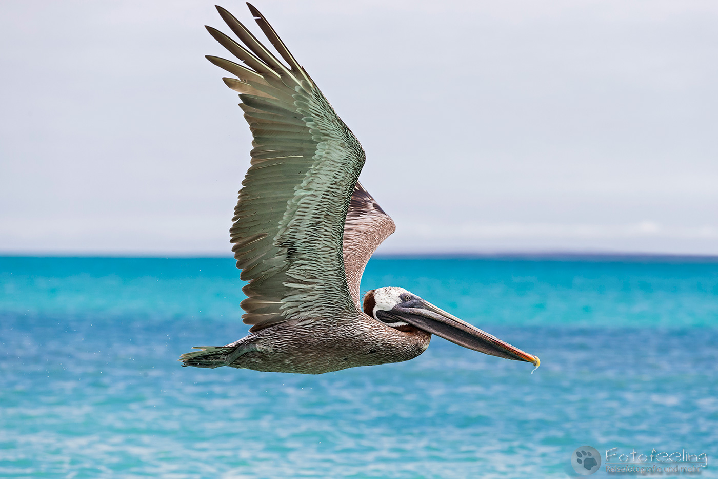 Braunpelikan, Brauner Pelikan (Pelecanus occidentalis)