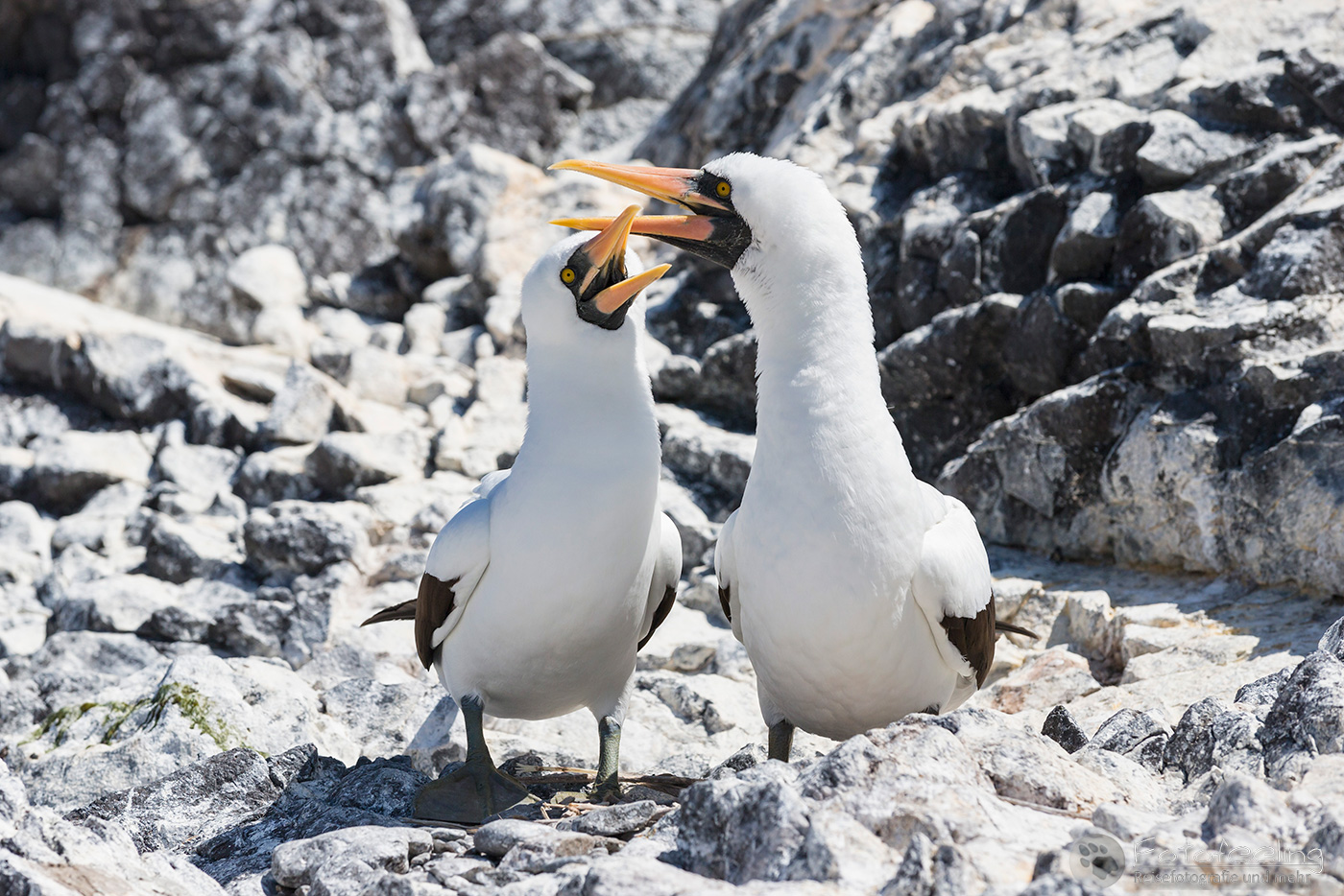 Nazcatölpel (Sula granti)