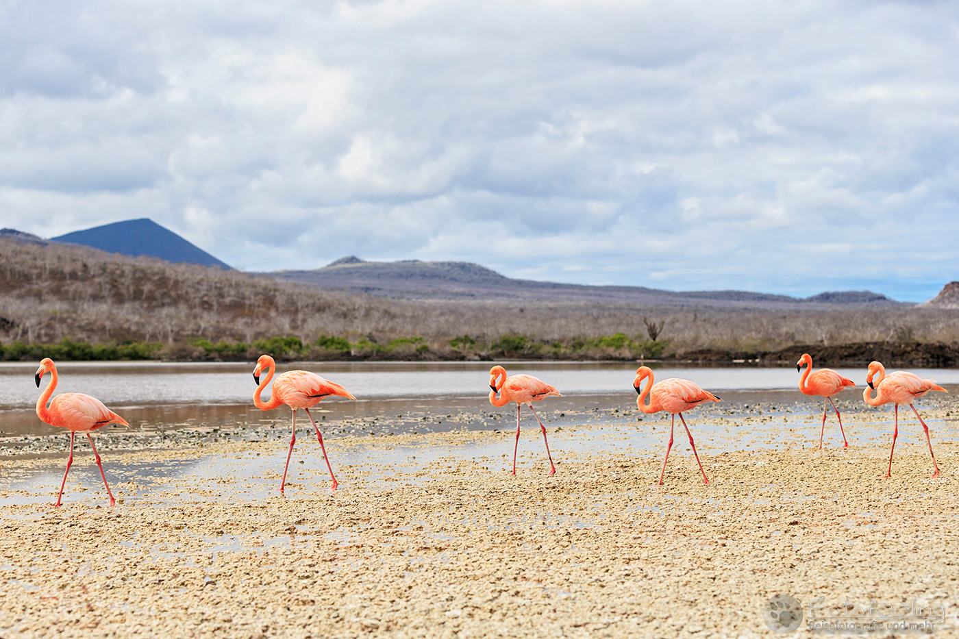 Rosaflamingos (Phoenicopterus roseus)