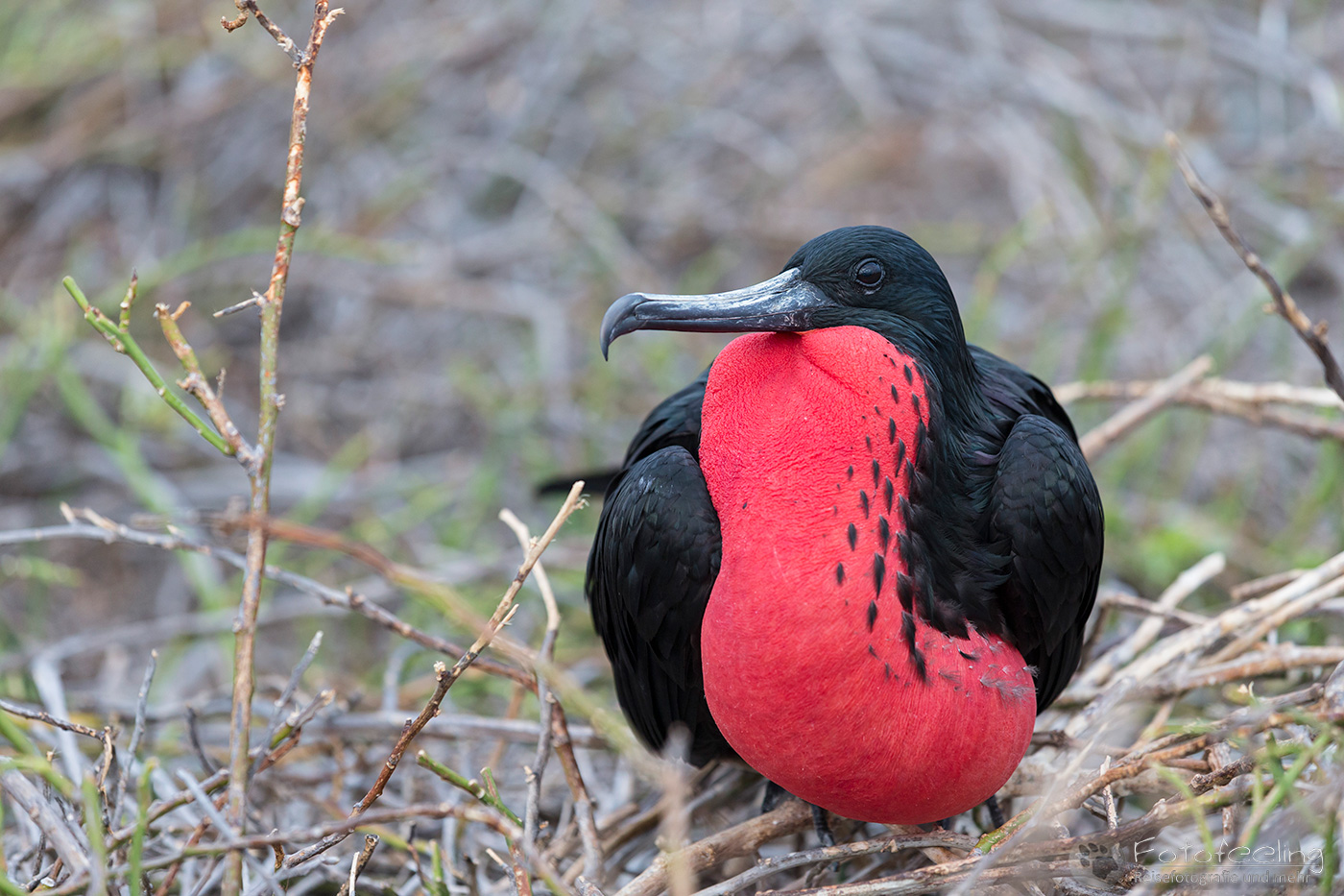Prachtfregattvogel (Fregata magnificens) mit aufgeblasenem Kehlsack