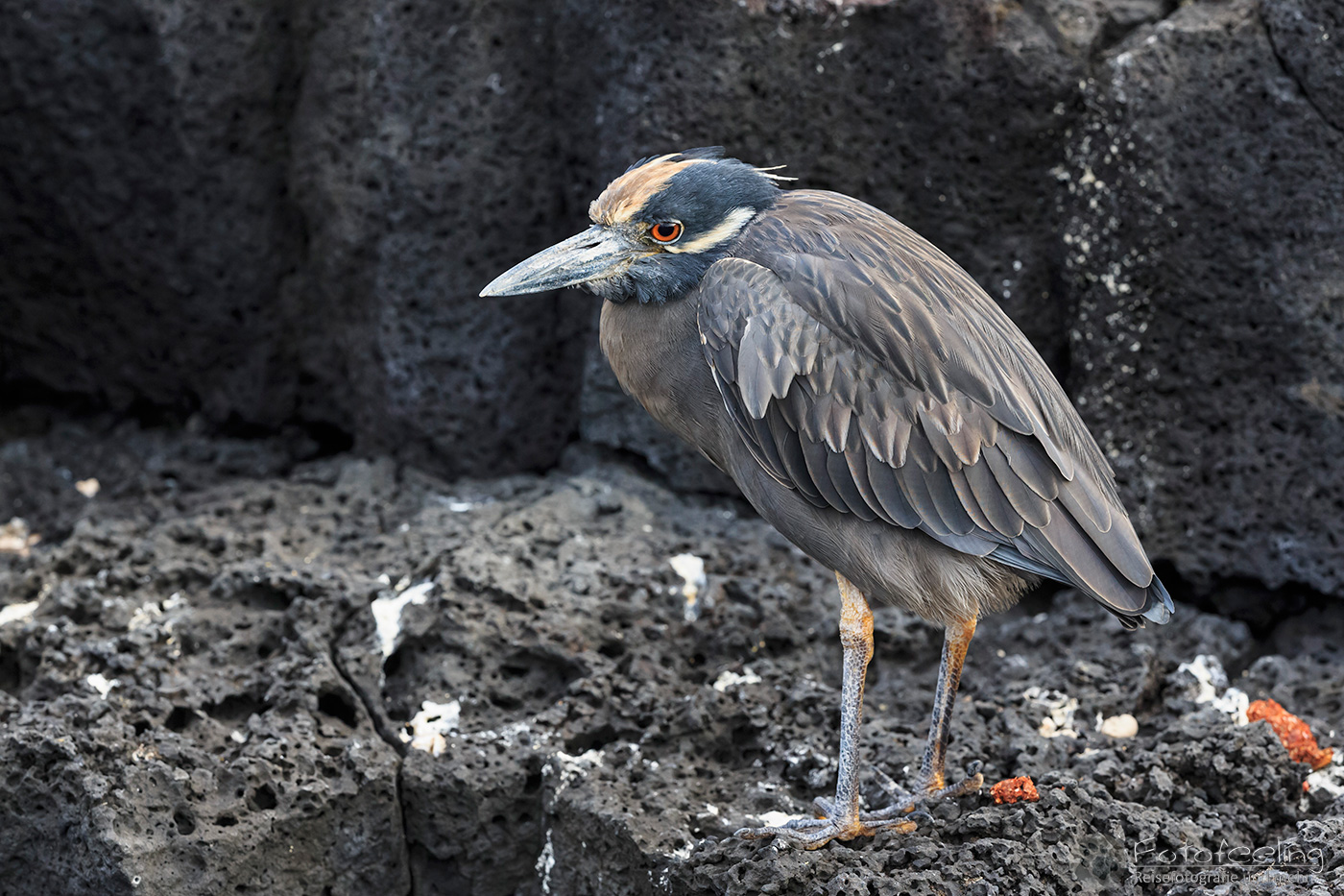 Lavareiher (Butorides sundevalli)