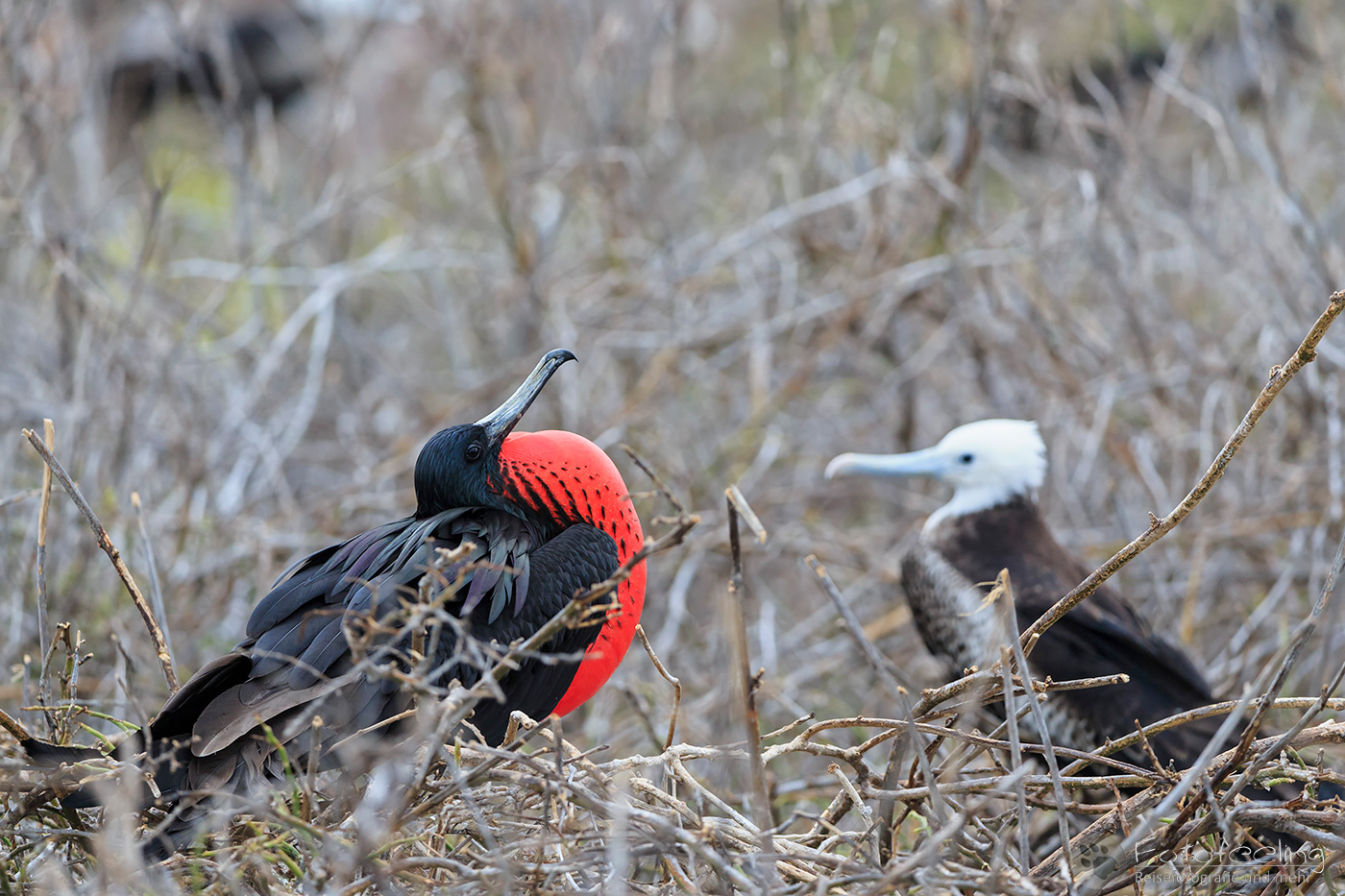 Prachtfregattvogel (Fregata magnificens) mit aufgeblasenem Kehlsack