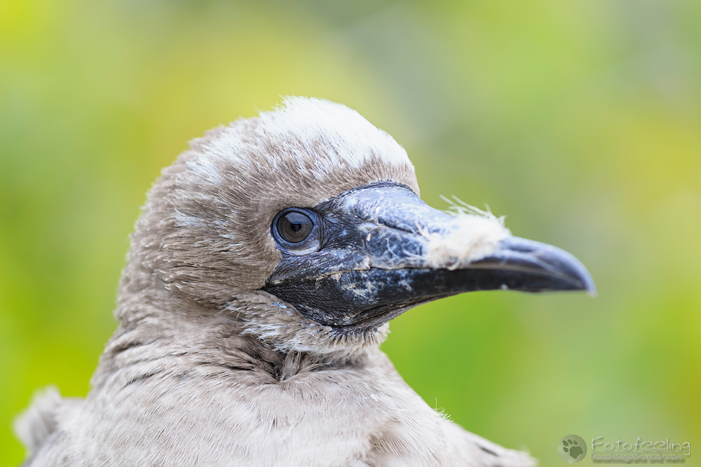 Rotfußtölpel (Sula sula), Jungvogel