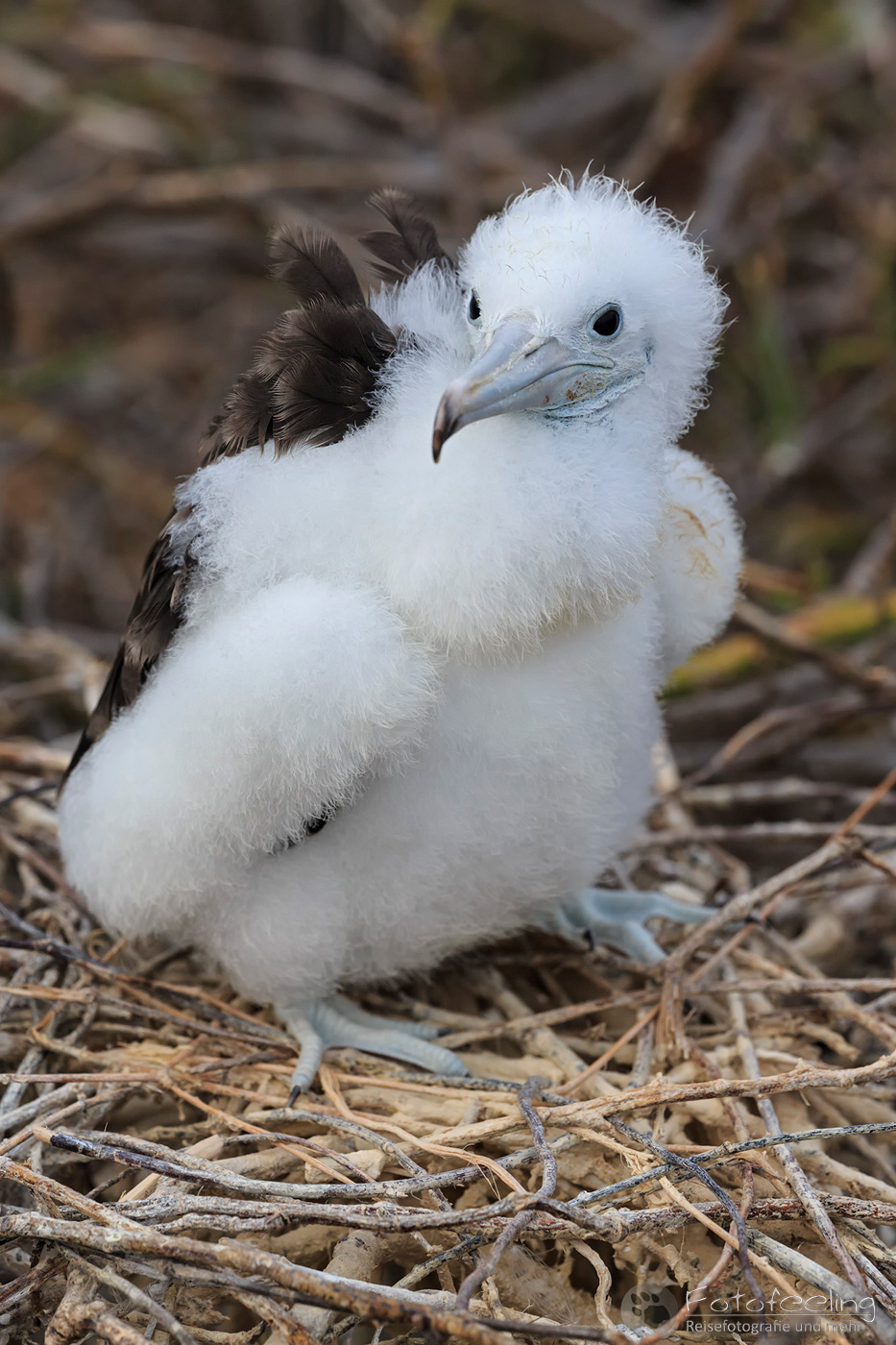 Prachtfregattvogel (Fregata magnificens),  Jungvogel im Nest