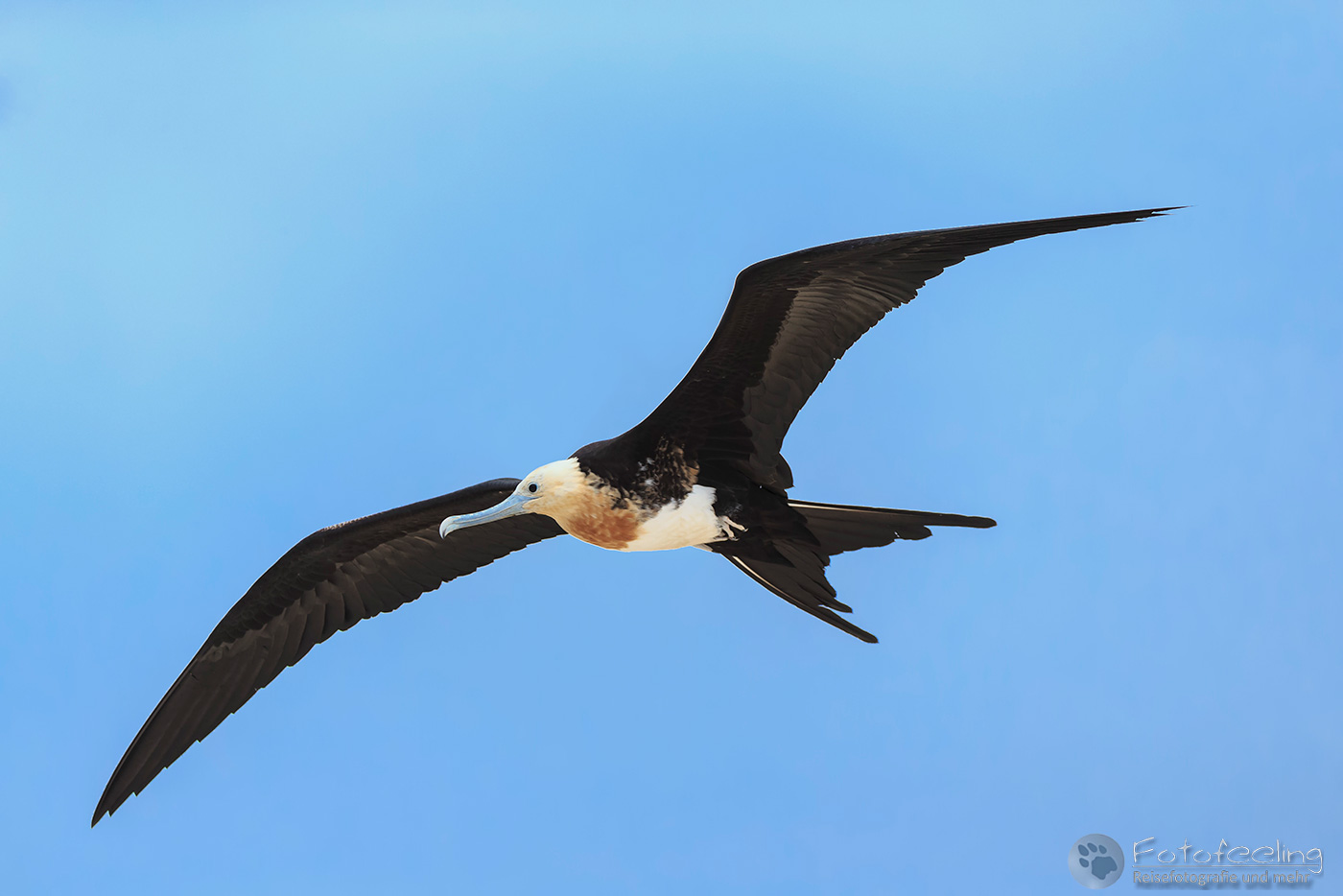 Bindenfregattvogel im Flug (Fregata minor)
