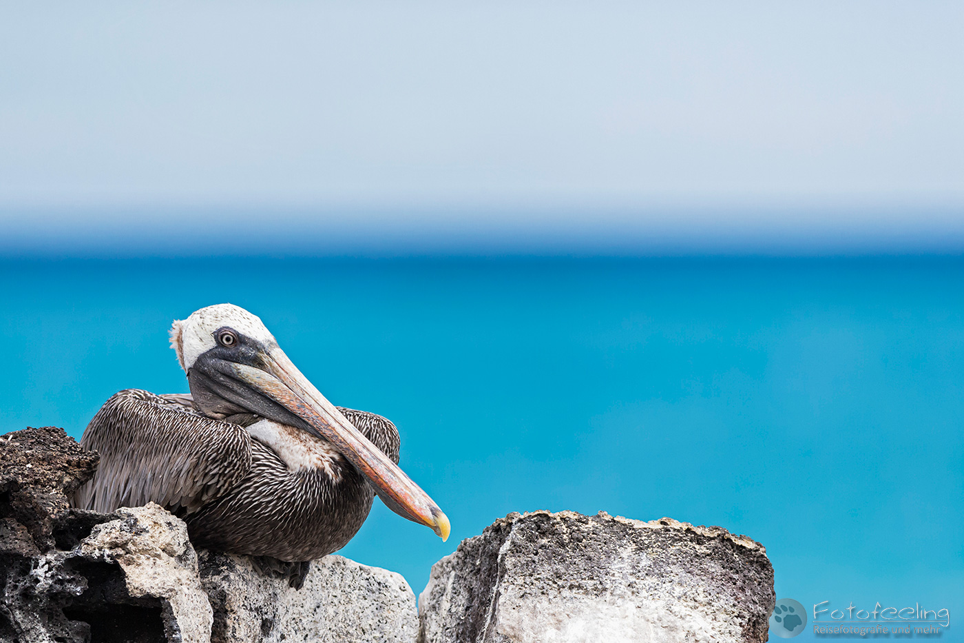 Braunpelikan, Brauner Pelikan (Pelecanus occidentalis)