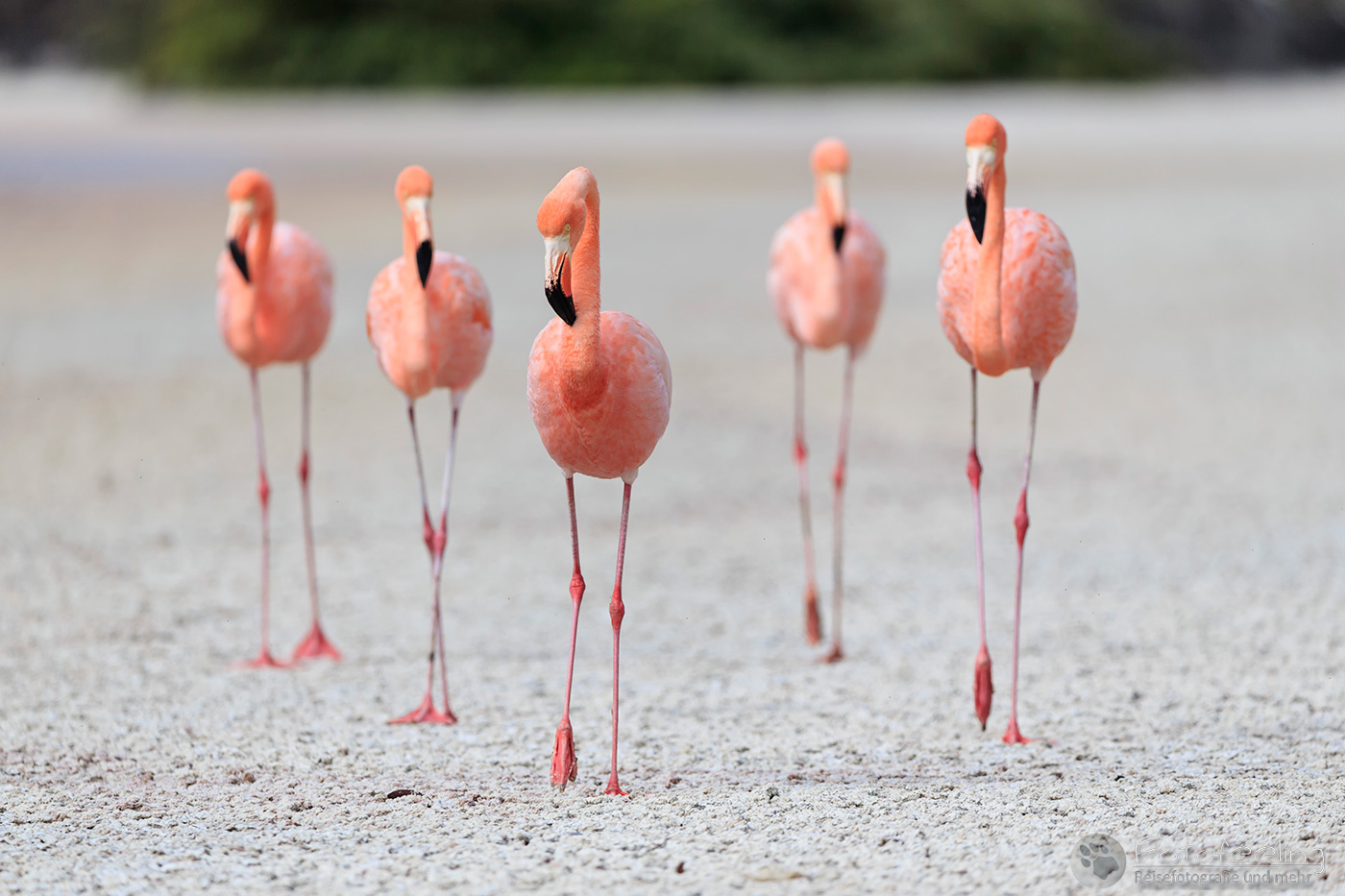 Rosaflamingos (Phoenicopterus roseus)