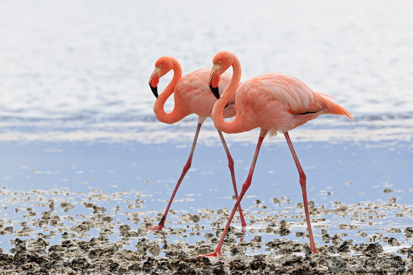 Rosaflamingos (Phoenicopterus roseus)