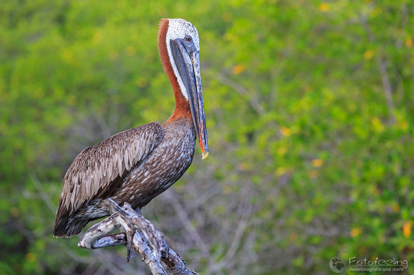 Braunpelikan, Brauner Pelikan (Pelecanus occidentalis)