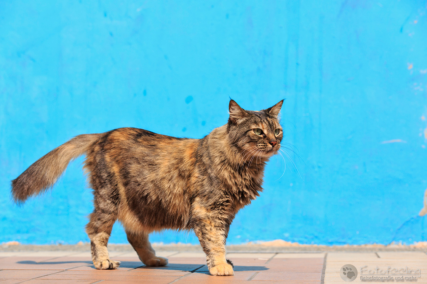 Hauskatze auf dem Weg zum Cerro Santa Ana