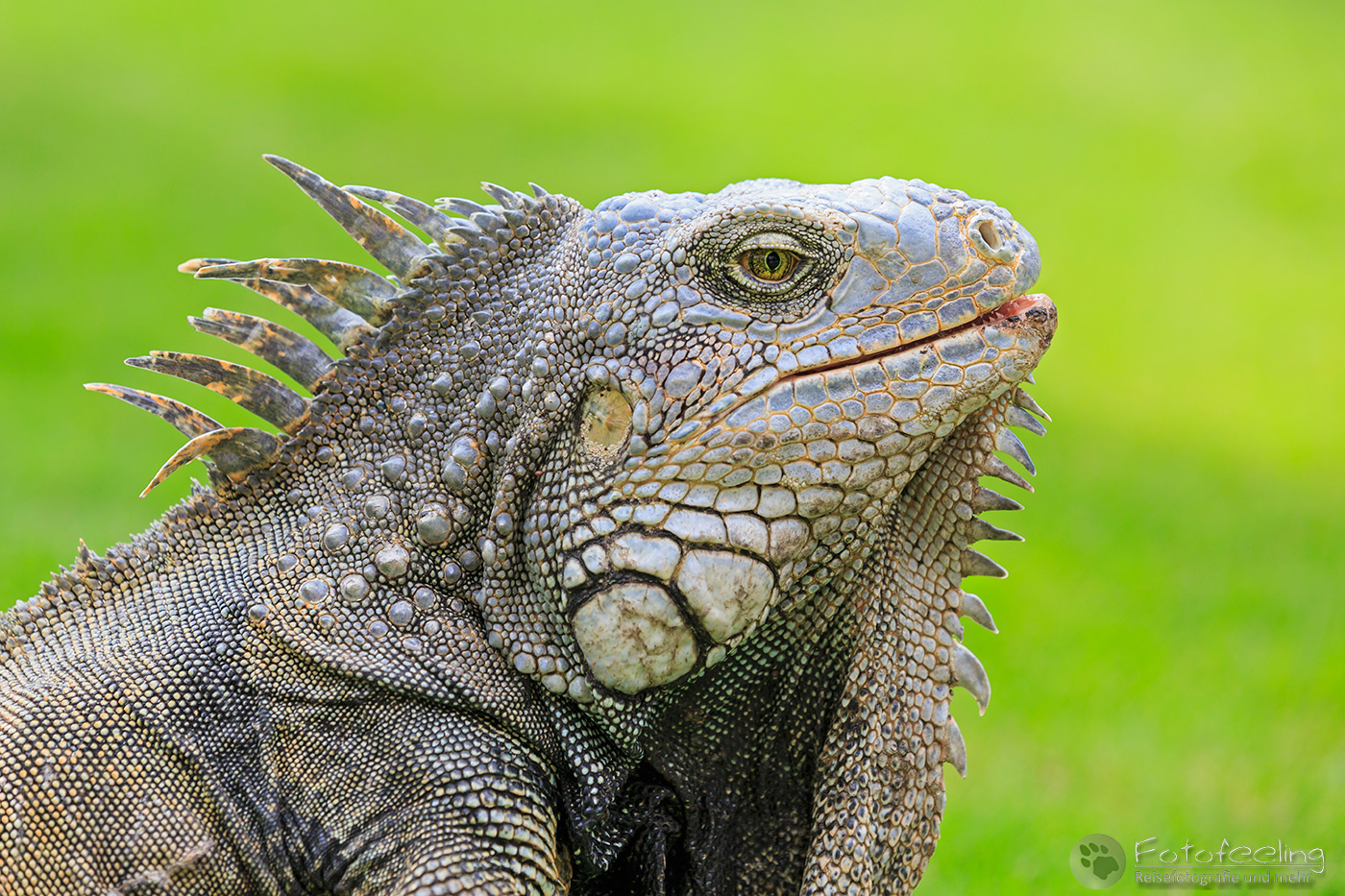 Grüner Leguan, Green Iguana (Iguana iguana)