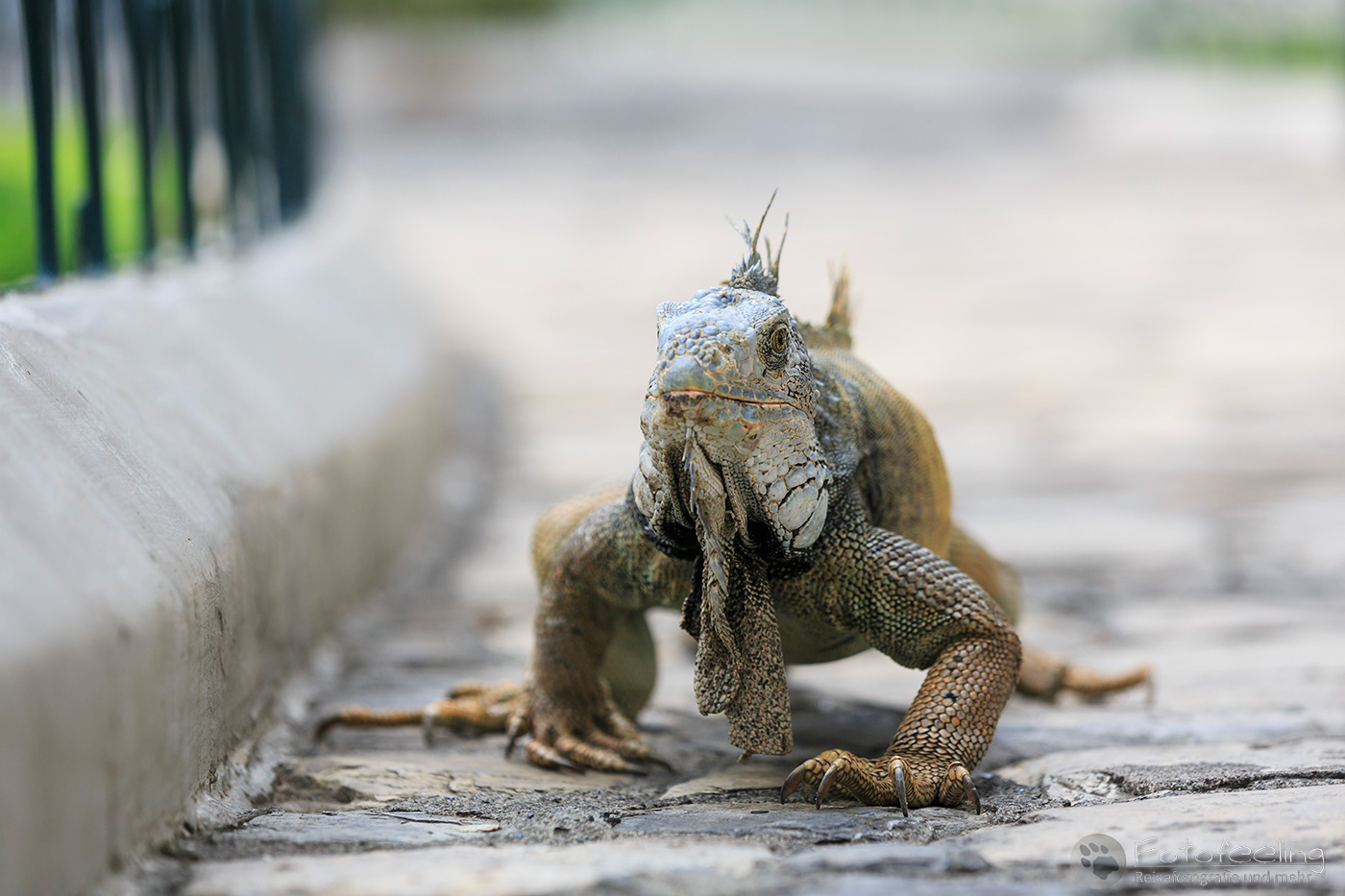 Grüner Leguan, Green Iguana (Iguana iguana)