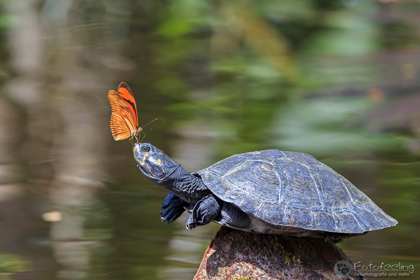 Terekay-Schienenschildkröte (Podocnemis unifilis) mit tropischen Schmetterling