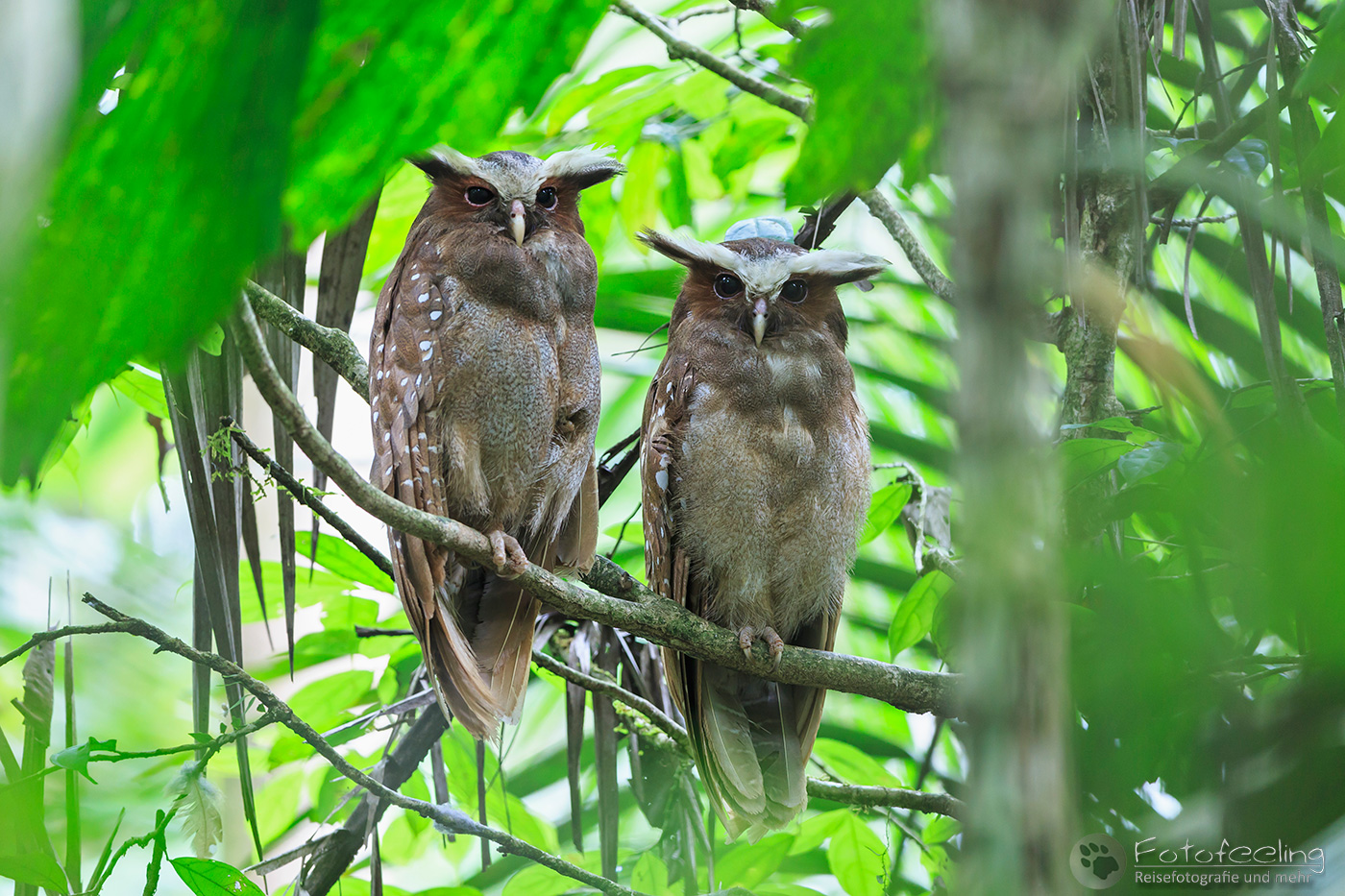 Haubenkauz (Lophostrix cristata) Paar
