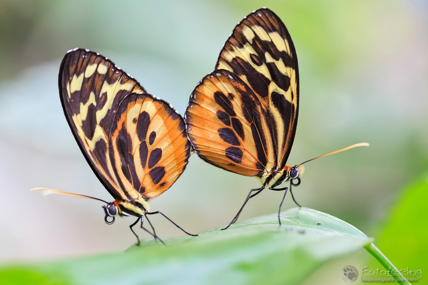 Tropischer Schmetterling, Gattung Lycorea, Nymphalidae bei der Paarung