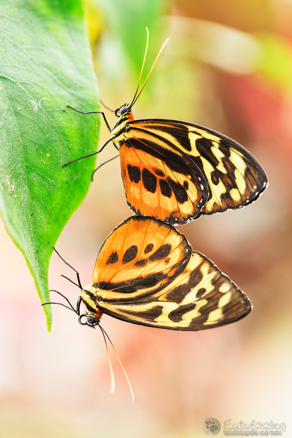Tropischer Schmetterling, Gattung Lycorea, Nymphalidae bei der Paarung