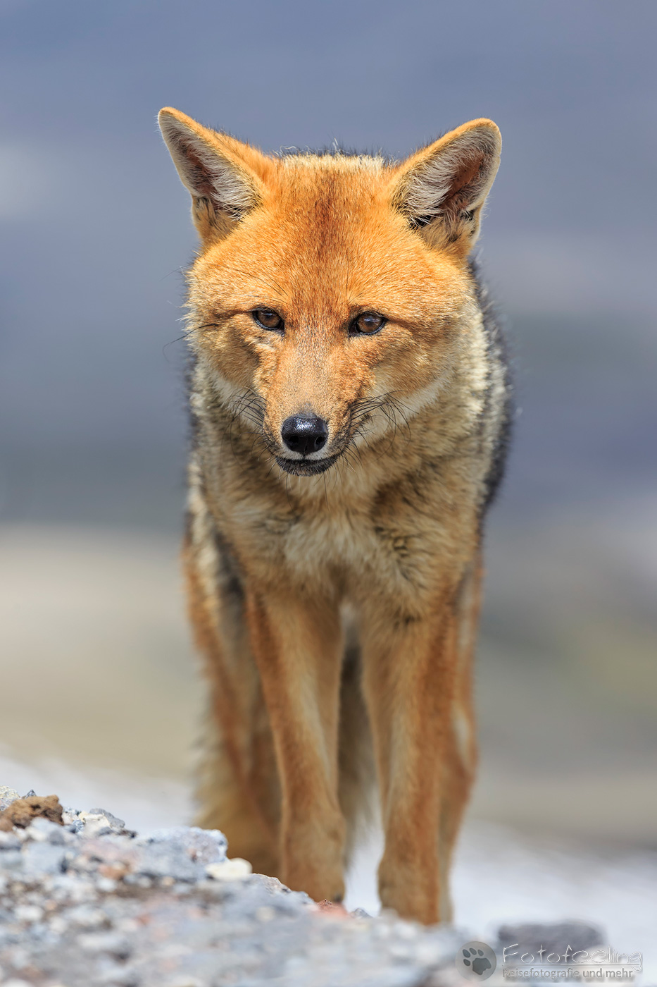 Andenschakal (Lycalopex culpaeus)