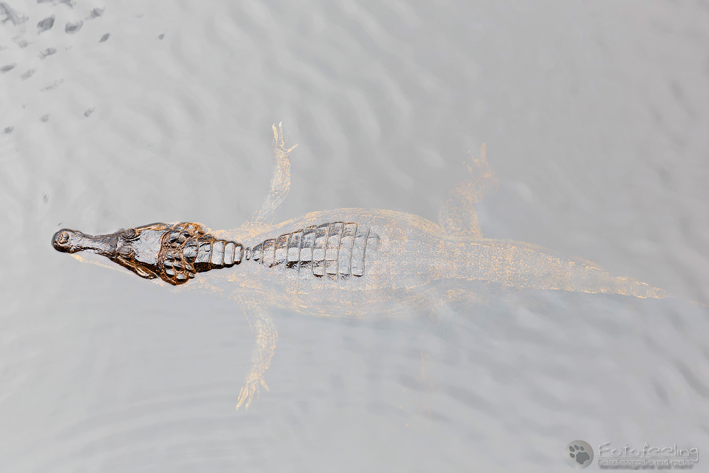 Brillenkaiman (Caiman yacare)