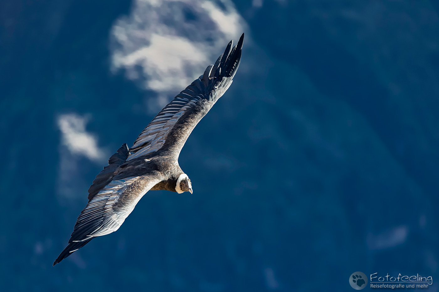 Andenkondor (Vultur gryphus) am Colca Canyon