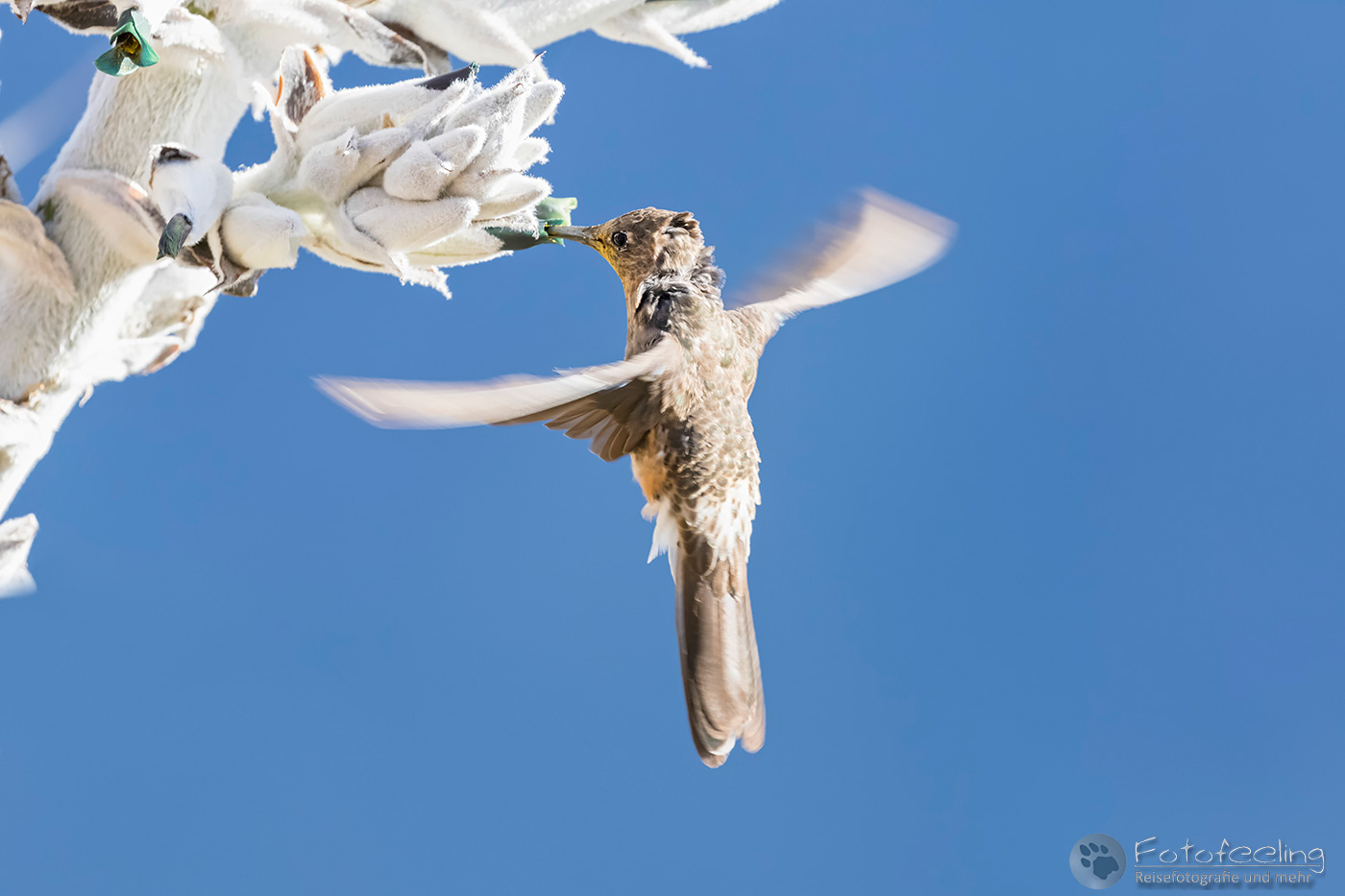Riesenkolibri (Patagona gigas)