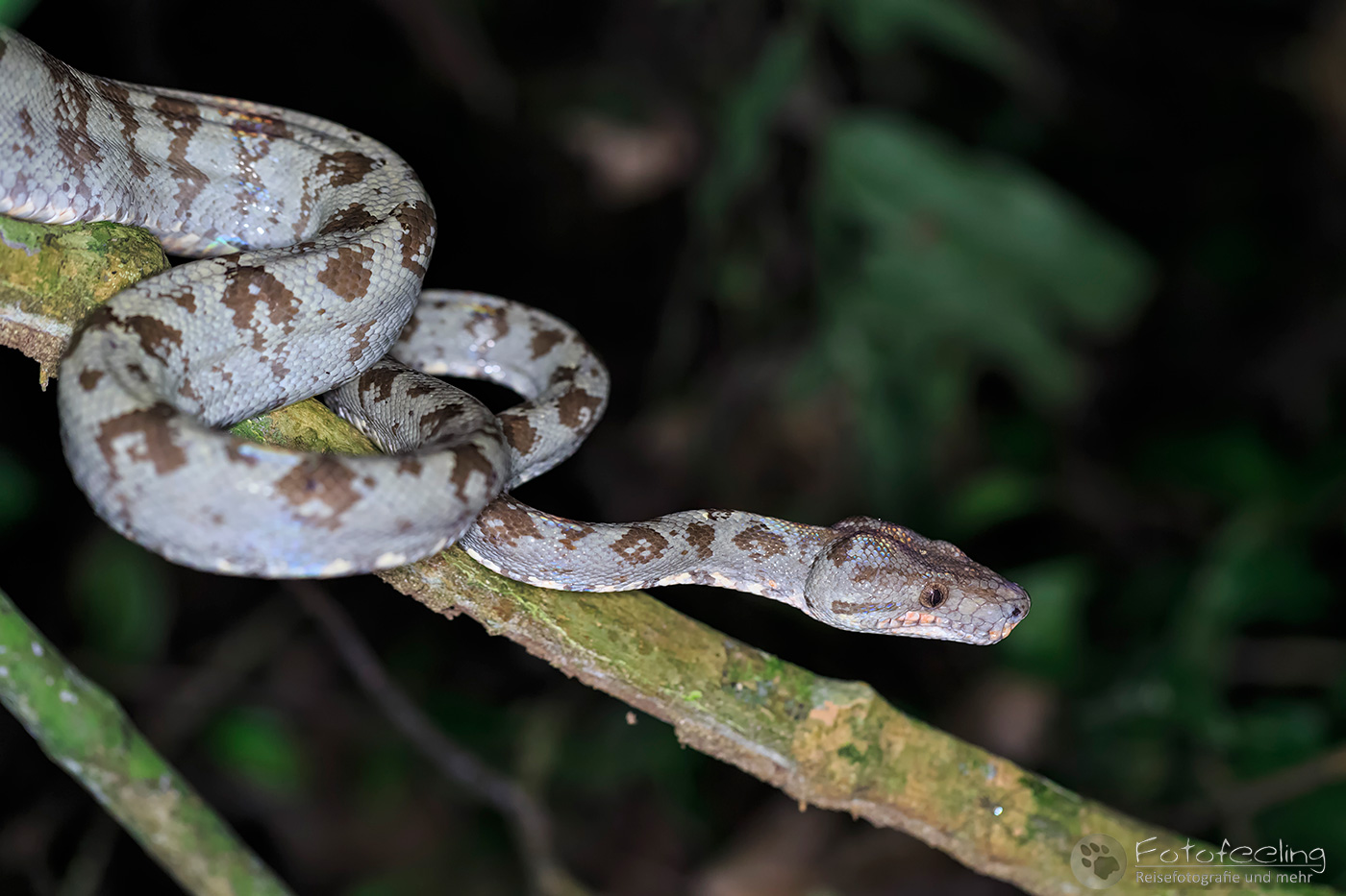 Hundskopfboa oder Gartenboa (Corallus hortulanus)
