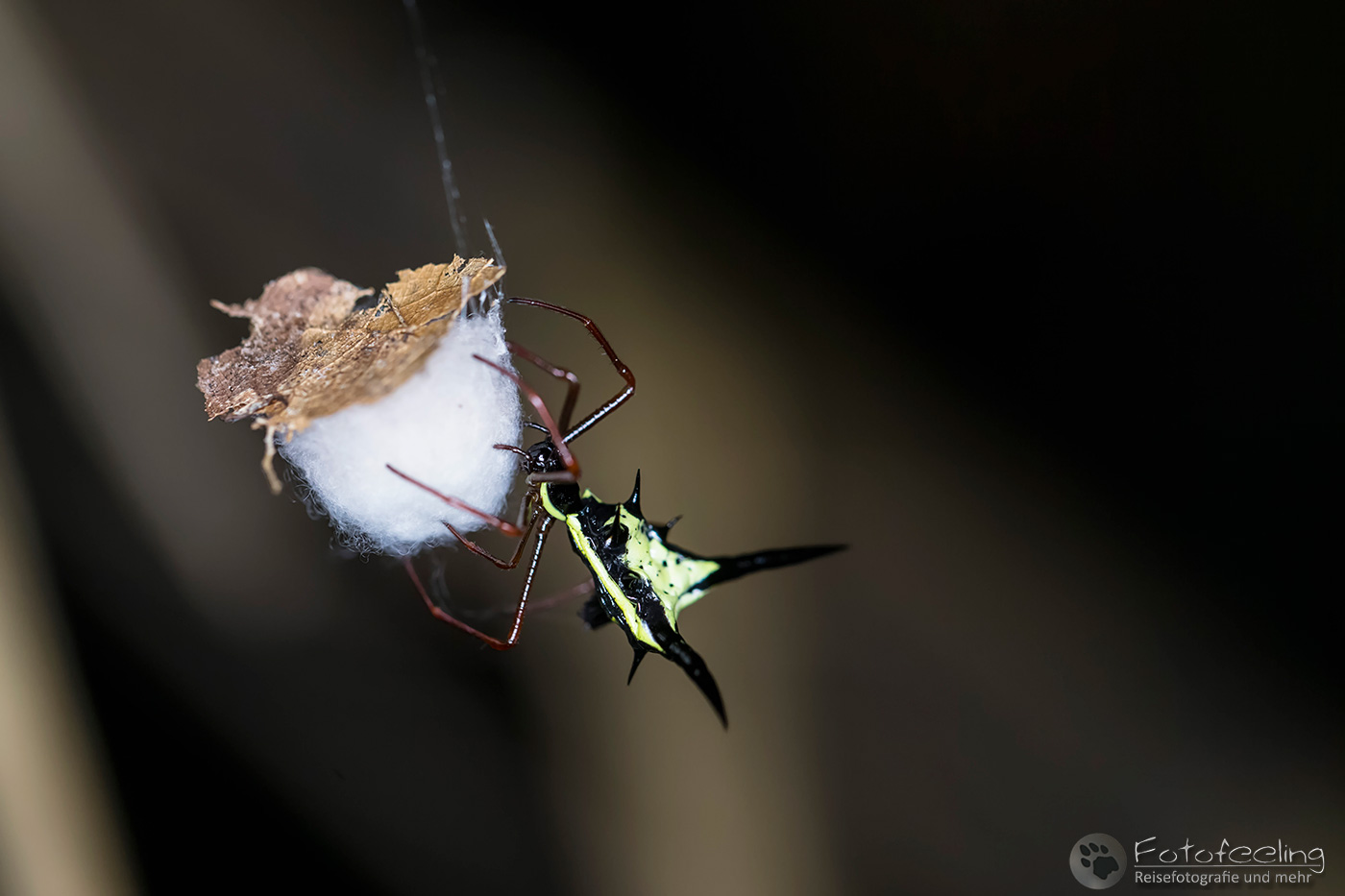 Thorn orb weaver (Micrathena schreibersi)
